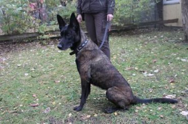 Makeba, sucht ruhiges erfahrenes Zuhause