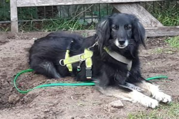 Ruhige Alice sucht Zuhause mit Garten