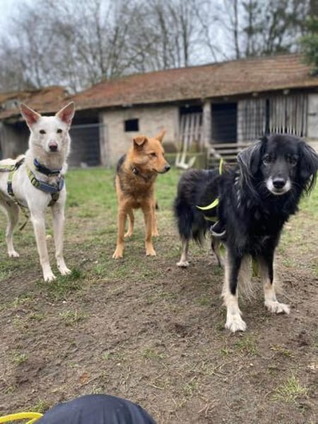 Ruhige Alice sucht Zuhause mit Garten