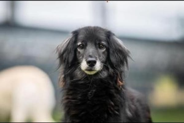 Ruhige Alice sucht Zuhause mit Garten