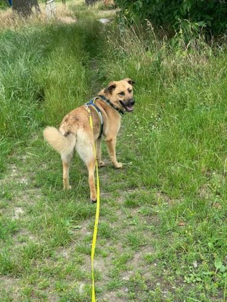 Hoppla hier kommt ALMA