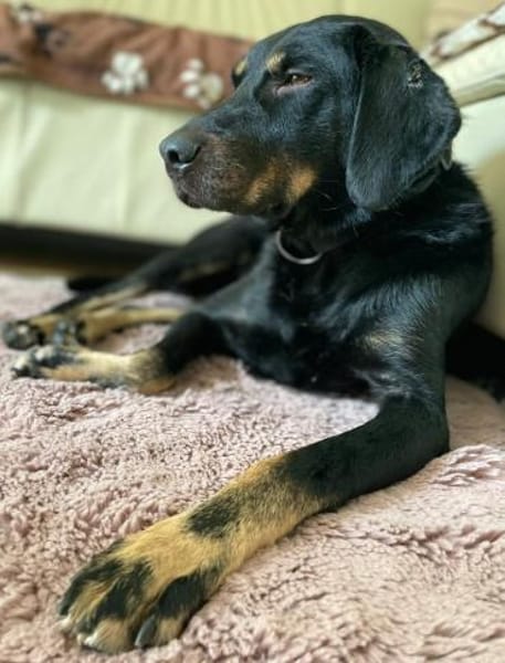 Der liebe Jojo sucht geduldige Menschen