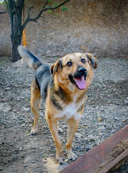 Charmanter JIMMY sucht seine Menschen