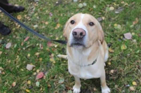 Yoko su.geduldige  Besitzer