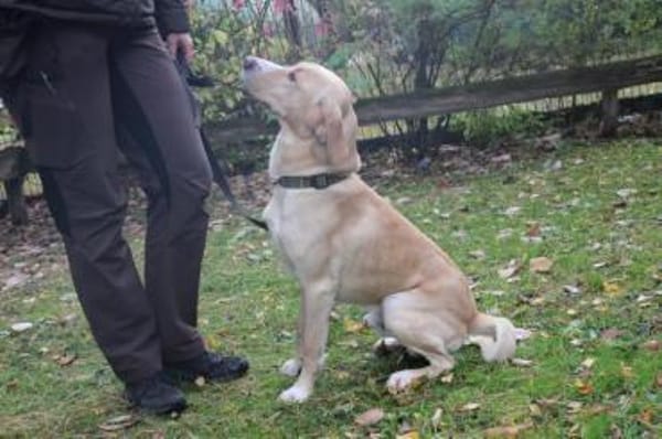 Yoko su.geduldige  Besitzer