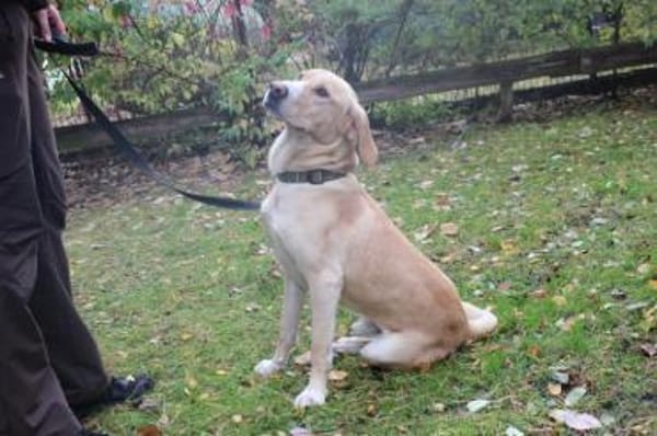 Yoko su.geduldige  Besitzer