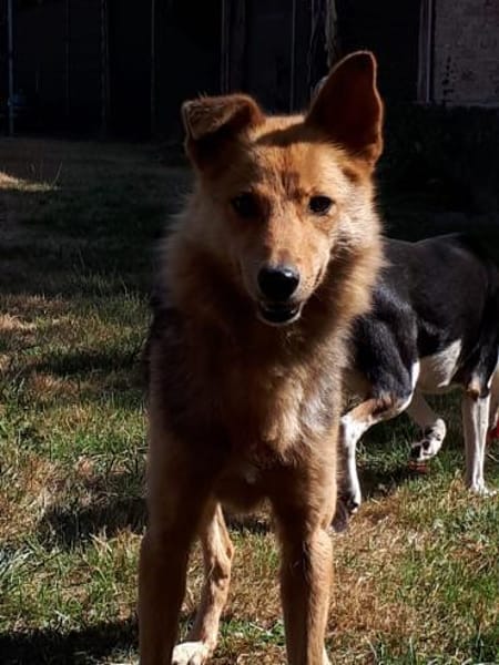 YUKI mit dem lustigen Knickohr