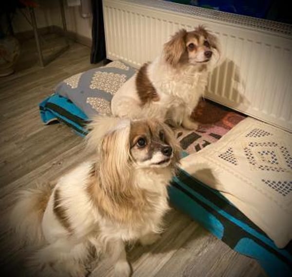 Wer verliebt sich in das süße Duo