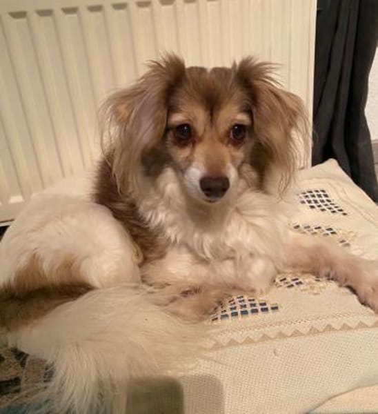 Wer verliebt sich in das süße Duo