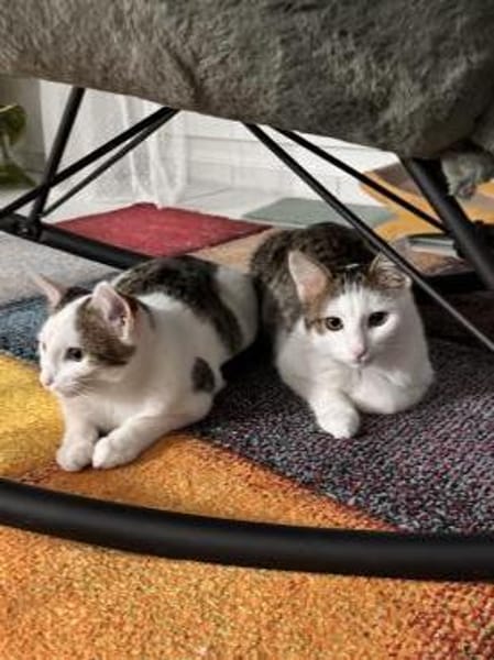 süßes Bruderduo Felix u.Findus am Rhein