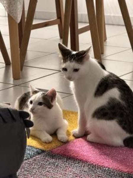 süßes Bruderduo Felix u.Findus am Rhein