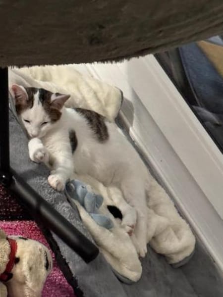 süßes Bruderduo Felix u.Findus am Rhein