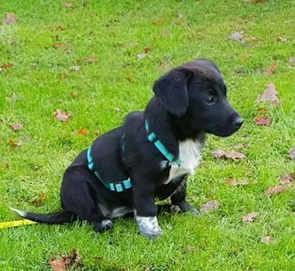 Welpenmädchen Sassi Pflegestelle in Nbg