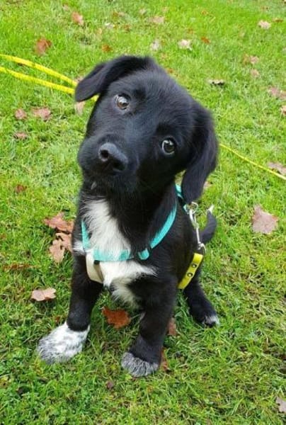 Welpenmädchen Sassi Pflegestelle in Nbg