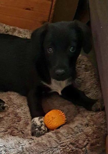 Welpenmädchen Sassi Pflegestelle in Nbg