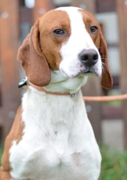 Toller Brackenrüde sucht ein Zuhause