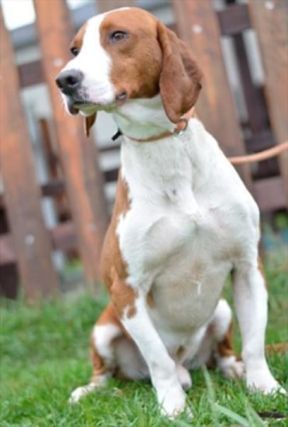 Toller Brackenrüde sucht ein Zuhause