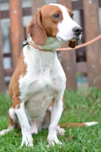 Toller Brackenrüde sucht ein Zuhause