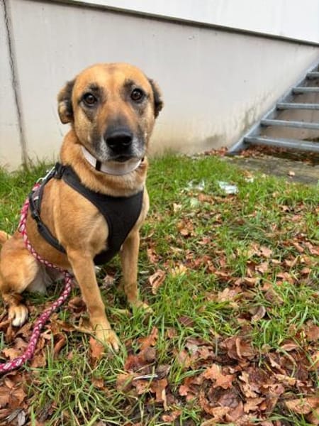 LUCY die freundliche❤wartet im Vogtland