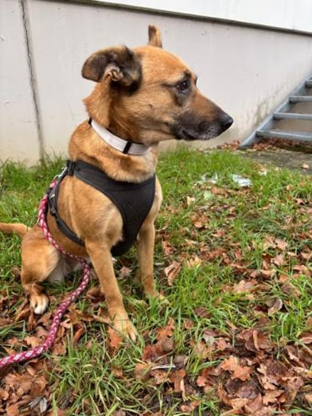 LUCY die freundliche❤wartet im Vogtland