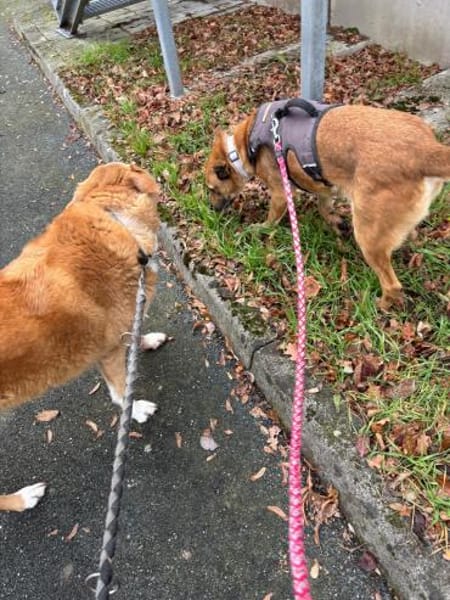 LUCY die freundliche❤wartet im Vogtland