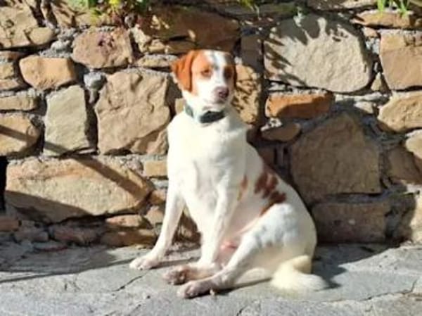 ADUA - eine tolle Hündin