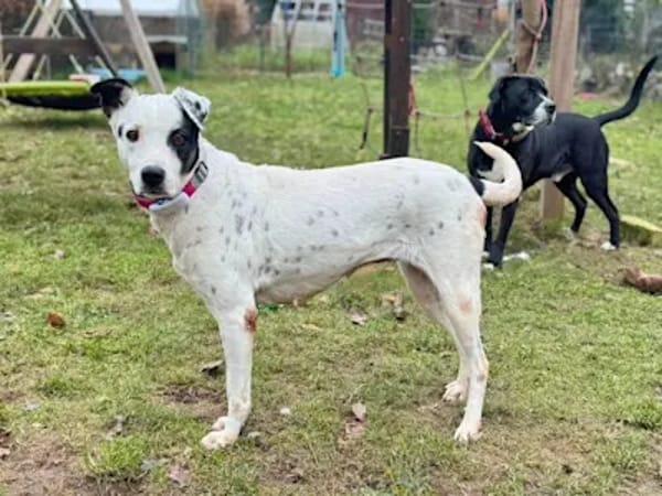 SERRALA - auf Pflegestelle in NRW