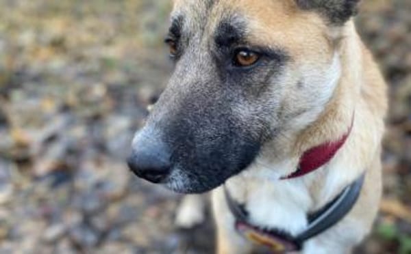 Sanfte Sandra sucht schützendes Zuhause