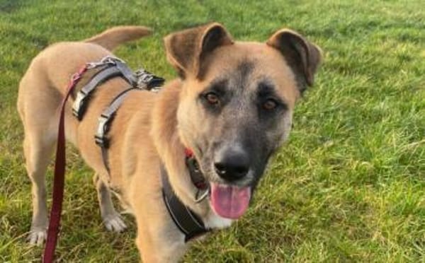 Sanfte Sandra sucht schützendes Zuhause