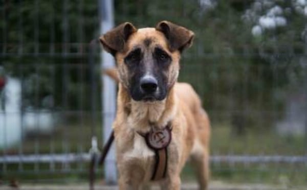 Sanfte Sandra sucht schützendes Zuhause