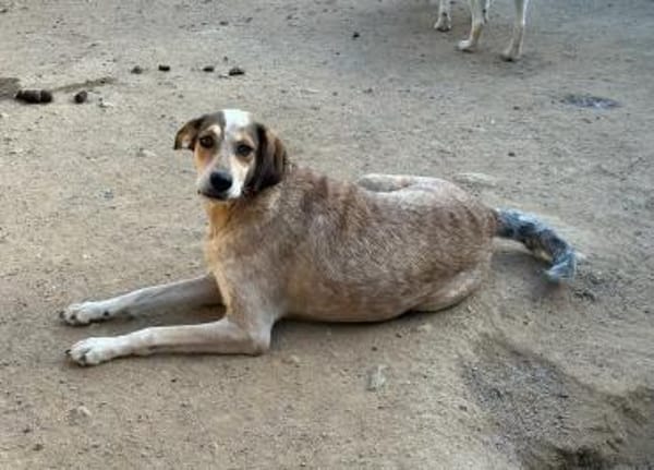 AFRICA - bald auf PS in Niedersachsen