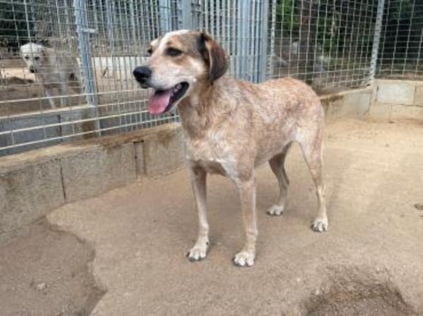 AFRICA - bald auf PS in Niedersachsen