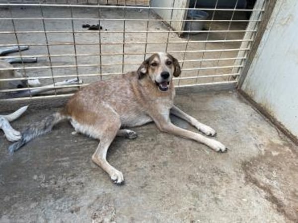 AFRICA - bald auf PS in Niedersachsen