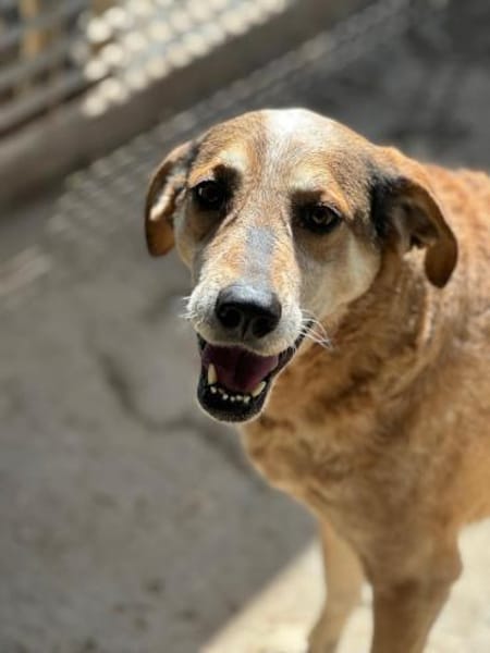 AFRICA - bald auf PS in Niedersachsen