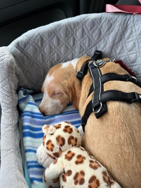 Lani sucht ihre Menschen🐾💗