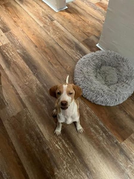 Lani sucht ihre Menschen🐾💗