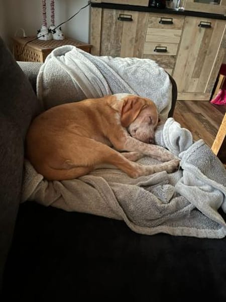 Lani sucht ihre Menschen🐾💗