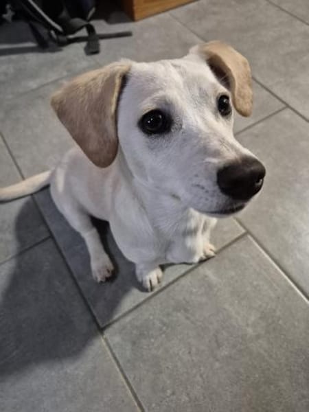 Kleine Lilo sucht ihr Zuhause