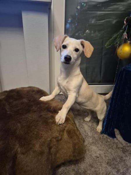 Kleine Lilo sucht ihr Zuhause