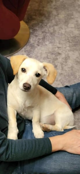 Kleine Lilo sucht ihr Zuhause