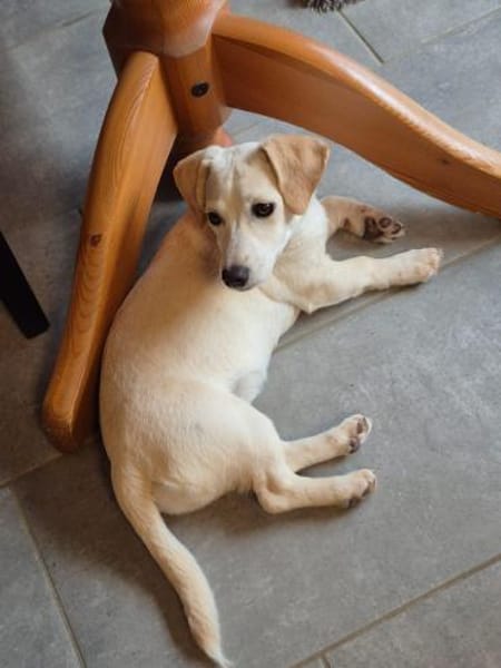 Kleine Lilo sucht ihr Zuhause