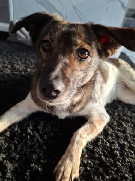 Jipsy ist eine Traumhündin 🐾