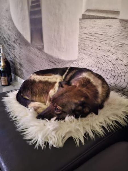 Jipsy ist eine Traumhündin 🐾