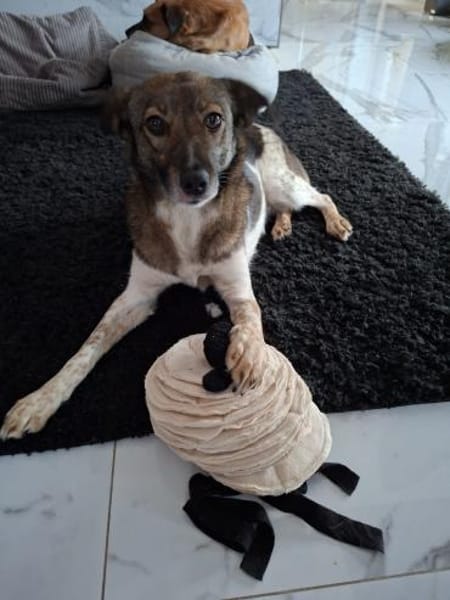 Jipsy ist eine Traumhündin 🐾