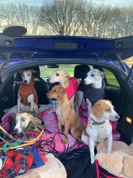 Bethany 3 -liebt Menschen u. Hunde-