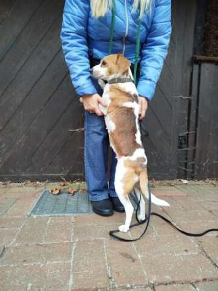 Bethany 3 -liebt Menschen u. Hunde-