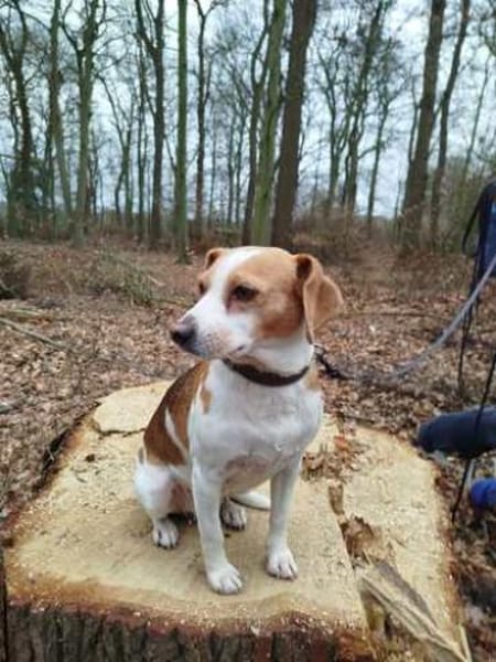 Bethany 3 -liebt Menschen u. Hunde-