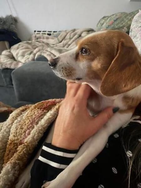 Bethany 3 -liebt Menschen u. Hunde-