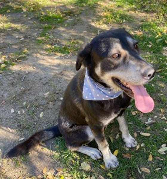 Silver LM  Freundlicher Rüde