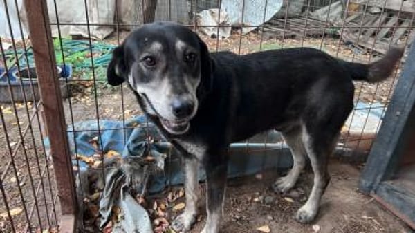 Silver LM  Freundlicher Rüde